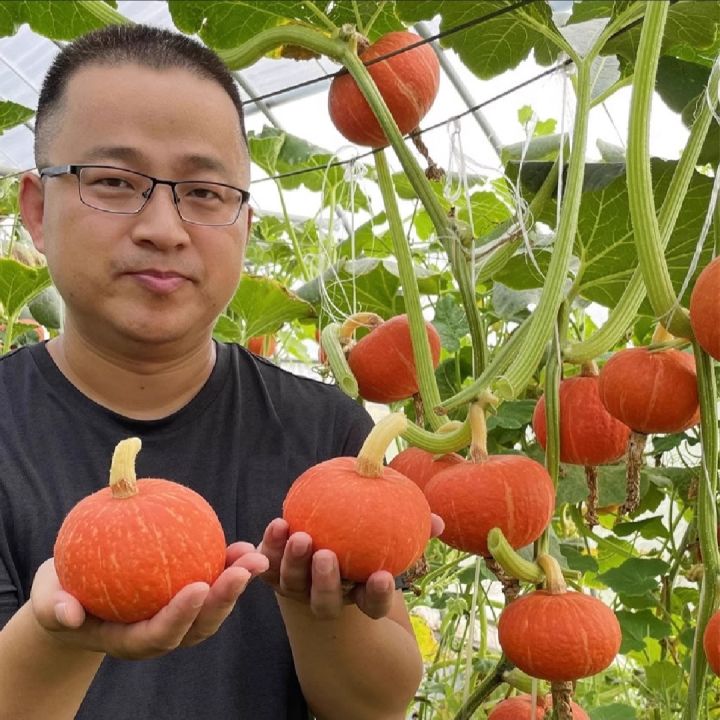 Organic Japanese Sweet Yellow Pumkin 10+ Seeds All Season
