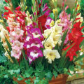 Gladiolus & Rajanigandha Seed Combo Package ( 10 Piece Bulb) Outdoor Plant Seed. 