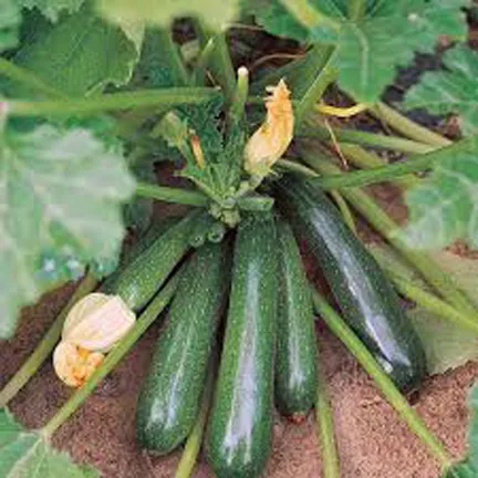 Global%20Hybrid%20Squash%20Seeds%20-%205pcs%20-%20Image%203