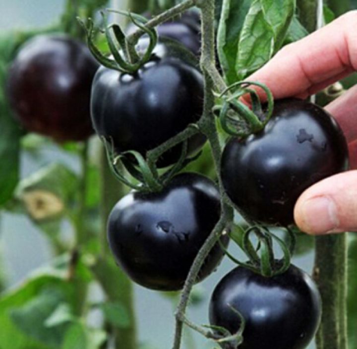 Black%20Beauty%20Cerry%20Tomato%20-%2033+%20Seeds%20All%20Season%20-%20Image%204