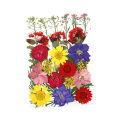 【Wweirdoo】Lots Real Dried Pressed Flowers Dried Flowers Leaves Mixed Multiple Dry Flower for DIY Candle Jewelry Nail Pendant Crafts Art. 