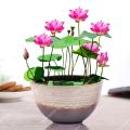 5pcs Bowl Lotus plantas Hydroponic Plants Aquatic Plants Flower Pot lotus Water Lily flores Bonsai Home Garden.