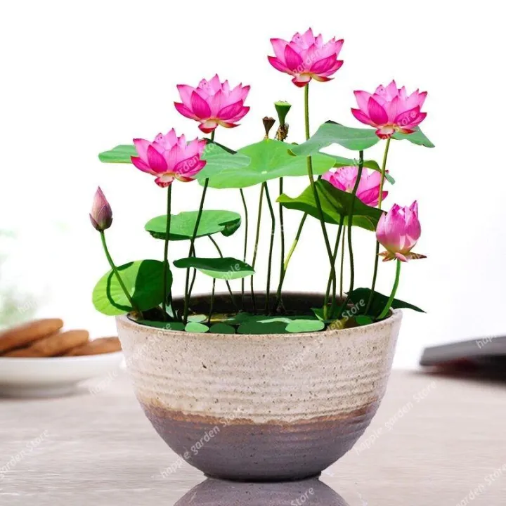5pcs%20Bowl%20Lotus%20plantas%20Hydroponic%20Plants%20Aquatic%20Plants%20Flower%20Pot%20lotus%20Water%20Lily%20flores%20Bonsai%20Home%20Garden%20-%20Image%202
