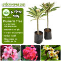 1 pieces wood rose tree seedlings 2 years old (Thai Mix Variety) kath golap.. 