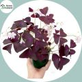 Oxalis Wood Sorrel Flower Purple Shamrock Seeds - 50 Pcs Seeds.
