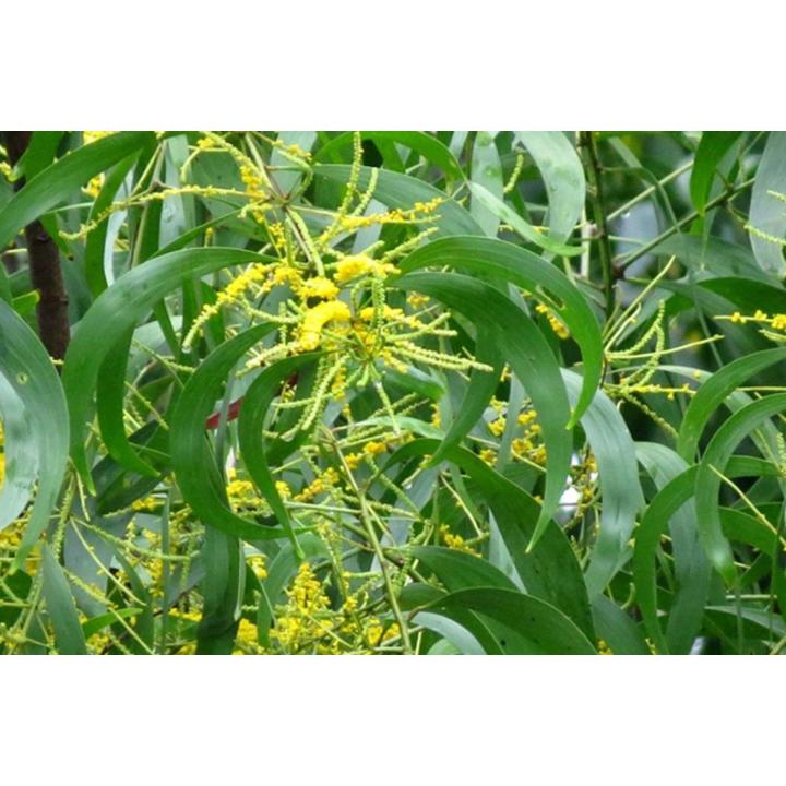 Akashmani Tree Seeds -40 Pcs (আকাশমনি গাছের বীজ)