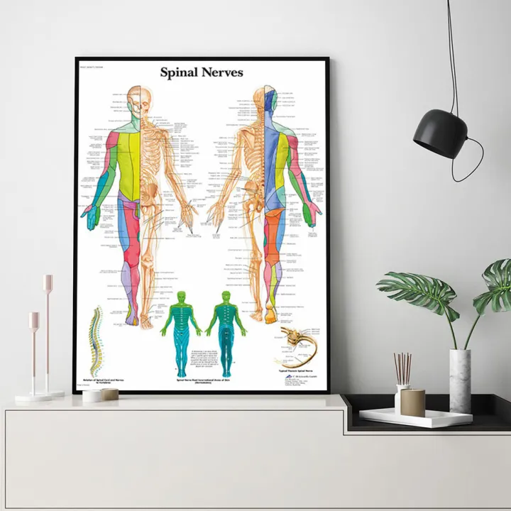 Human%20Skeletal%20Frame%20Organs%20Medical%20Poster%20Modern%20Anatomy%20Muscle%20Skeleton%20Decor%20Wall%20Art%20Canvas%20Painting%20Pictures%20Prints%20Artwork%20-%20Image%205