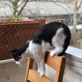2X1.5M Cat Balcony Protection Net Pet Balcony Protection Net for Prevents Cats From Escaping or Falling From Balcony. 