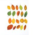 40PCS Green Leaf Maple Leaves Leaf Stickers Nature PET Scrapbook Stickers DIY Style Diary Stickers Album Journal. 