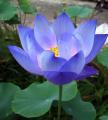 Japan Exotic Blue Lotus Flower 5pcs Seeds.