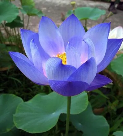 Japan%20Exotic%20Blue%20Lotus%20Flower%205pcs%20Seeds%20-%20Image%204