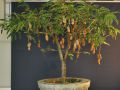 Bonsai Swet Tamarind Tree Seeds -10pcs Global Seeds.