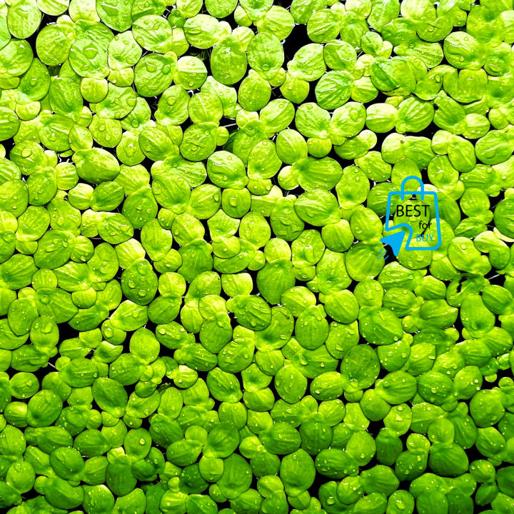 Aquarium%20Live%20Plant%20Aquarium%20Floating%20Plants%20Duckweed%20Aquarium%20plant%20for%20Fish%20tank,%20Guppy%20Tank%20Or%20Pound%20(30%20Pieces)%20-%20Image%204