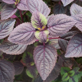 45pics Red Color Mint leaves Seeds (লাল পুদিনাপাতার বীজ ) + Gift.