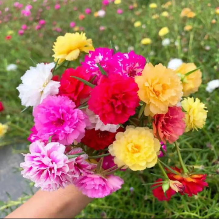 Global%20Moss%20Rose%20Portulaca%20Mixed%20Seeds%20-%2050+%20Seeds%20-%20Image%205