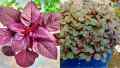 Red Spinach Seed ( Lal Shak ) - 20 gm lal shak seeds - লাল শাকের বীজ Hybrid  seeds/seed/bij. 