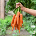 Hybrid Carrot / Gajor (Repack)- 50 Seeds. 