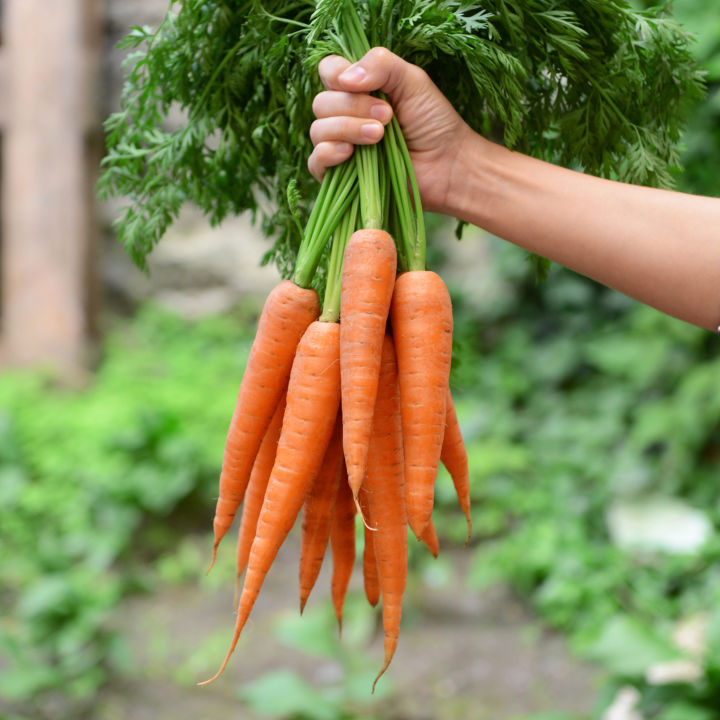 Hybrid%20Carrot%20/%20Gajor%20(Repack)-%2050%20Seeds%20-%20Image%202