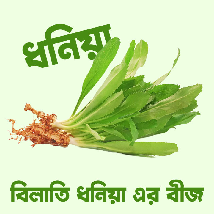 "Coriander%20(Bilati%20Dhania)%2040%20Piece%20Seeds"%20-%20Image%202