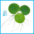 Amazon Frogbit Aquarium Plants Limnobium laevigatum - Floating Plants - Floating Aquarium Plant - Aquarium live plant (3 Piece Plants). 