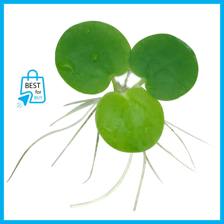 Amazon%20Frogbit%20Aquarium%20Plants%20Limnobium%20laevigatum%20-%20Floating%20Plants%20-%20Floating%20Aquarium%20Plant%20-%20Aquarium%20live%20plant%20(3%20Piece%20Plants)%20-%20Image%205