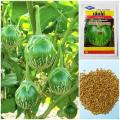 THAI F1 HYBRID ROUND GREEN EGGPLANT SEEDS - 10 Seeds. 