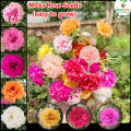 Global Mix 10 Colour Portulaca/moss rose  Flower 50 pcs Seeds. 
