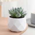 Mini Evergreen Artificial Succulent Fake Plants Plastic Succulents Bonsai Cactus Bonsai Plants Home. 