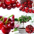 All Season Sweet Red Cherry Bonsai Seeds - 5 Piece Seeds.
