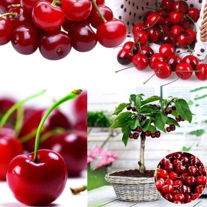 All%20Season%20Sweet%20Red%20Cherry%20Bonsai%20Seeds%20-%205%20Piece%20Seeds%20-%20Image%206