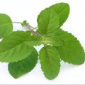 Indispensable - Fresh Green Holy Basil (Tulsi Plant) seeds - 40 Pieces for Holistic Health and Wellness - Tools, DIY & Outdoor. 