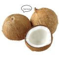 Coconut 2pcs, big Size Coconut. 