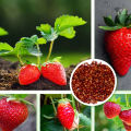 Red Strawberry Imported Global Seeds -30 pcs Seeds. 