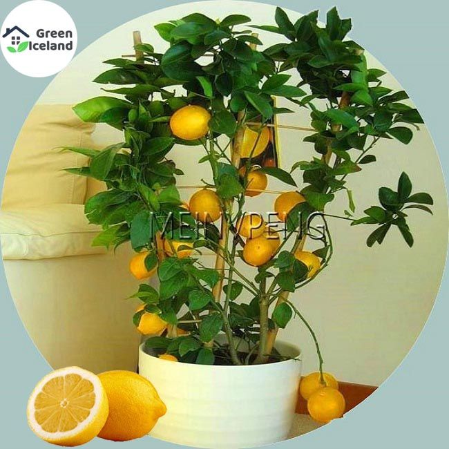 All%20Season%20Dwarf%20Lemon%20Tree%20Seeds%20-%2010%20Pcs%20SeedS%20-%20Image%202