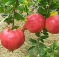 All Season Sweet Pomegrante Bedana - 20+ Seeds.