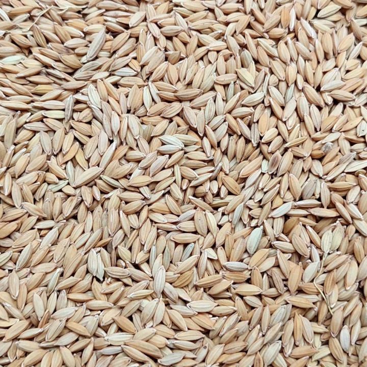Birds Food Paddy Rice For Bird (Polaw Dhan) - 1 kg | Daraz.com.bd