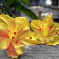 Sondha Maloti Flower Seeds I Mirabilis Jalapa I Marvel of Peru Seed I Four o'clock Flower Seed (10 Pieces).