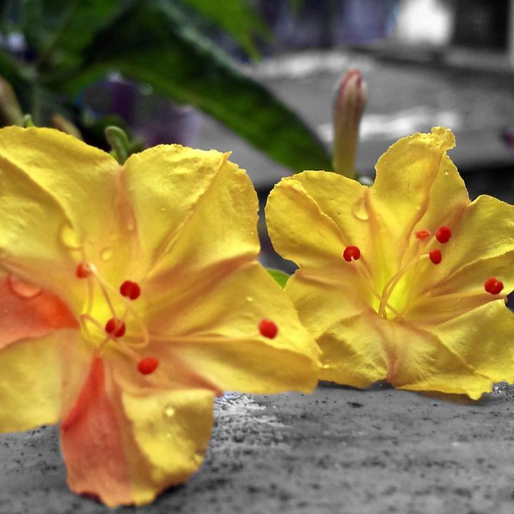 Sondha%20Maloti%20Flower%20Seeds%20I%20Mirabilis%20Jalapa%20I%20Marvel%20of%20Peru%20Seed%20I%20Four%20o'clock%20Flower%20Seed%20(10%20Pieces)%20-%20Image%206