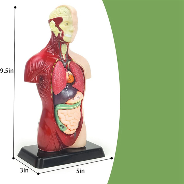 Human%20Body%20Model%20for%20Kids%20Multicolor%20Human%20Torso%20Anatomy%20Model%20Toys%208%20Pcs%20Removable%20Anatomy%20Doll%20with%20Heart%20&%20Organs%20-%20Image%202