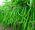 All Season Chili Seeds (20 seeds)মরিচের বীজ.