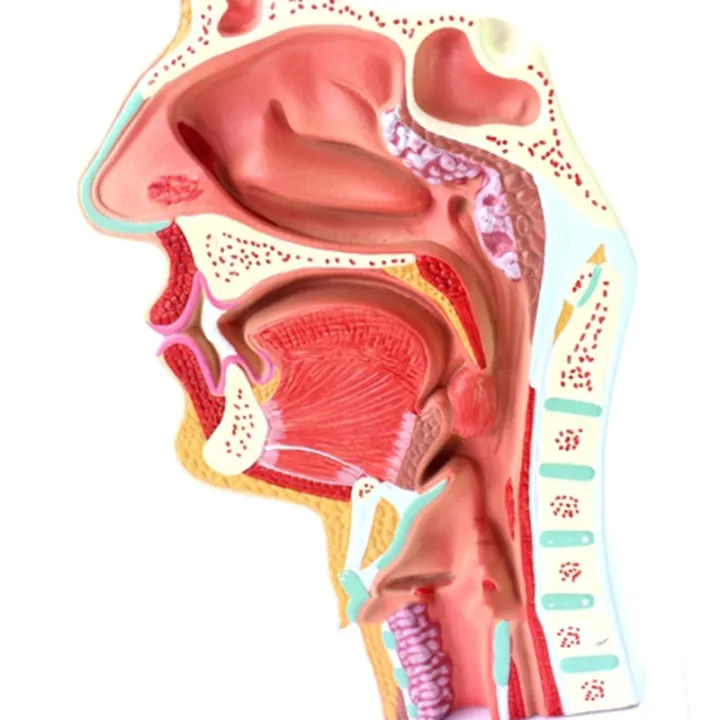 2020%20Hot%20Deals%202%20Pcs%20Human%20Anatomical%20Nasal%20Cavity%20Throat%20Anatomy%20Medical%20Model%20for%20Science%20Classroom%20Study%20Display%20Teaching%20Medical%20Model%201.5%20Times%20Human%20Ear%20Anatomy%20Model%20-%20Image%206