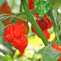 Imported Trinidad Moruga Scorpion Butch Hot Pepper Chili Seeds 10 Piece. 
