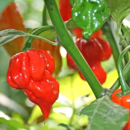 Imported%20Trinidad%20Moruga%20Scorpion%20Butch%20Hot%20Pepper%20Chili%20Seeds%2010%20Piece%20-%20Image%202