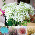 Gypsy Flower Seed 100pcs - জিপসি ফুলের বীজ.