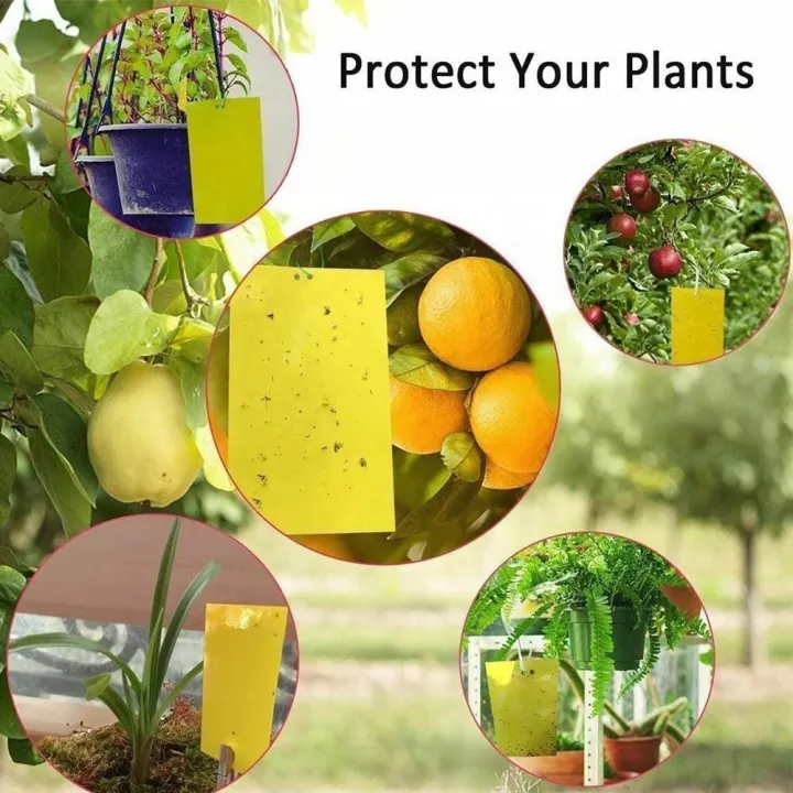 Fruit%20Fly%20Traps%20Bugs%20Yellow%20Sticky%20Board%20Pest%20Control%20Insect%20Killer%20Two-sided%20Glue%20Paper%20Trap%20For%20Kill%20Pest%20-%20Image%2010