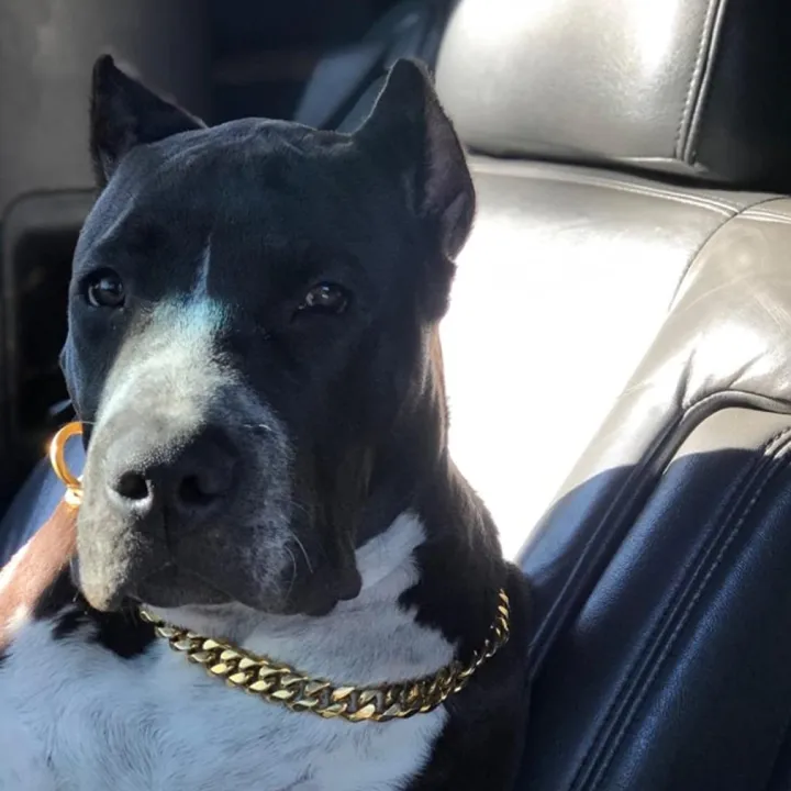%E3%80%90Toy%20life%20hall%E3%80%91Dog%20Collar%20Welded%20Gold%20Heavy%20Choke%20Cuban%20Chain%20For%20Large%20Dogs%20-%20Image%207
