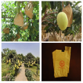 Waterproof Mango Paper Bag 10 Pieces. 