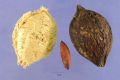 Kath Badam Seeds (Almond Seeds) 10pcs. 