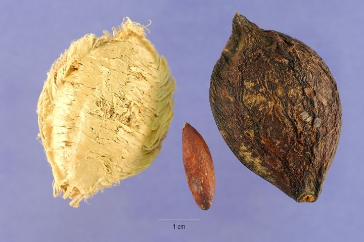 Kath%20Badam%20Seeds%20(Almond%20Seeds)%2010pcs%20-%20Image%206