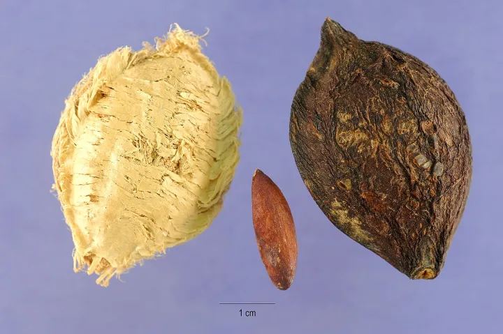 Kath%20Badam%20Seeds%20(Almond%20Seeds)%2010pcs%20-%20Image%206